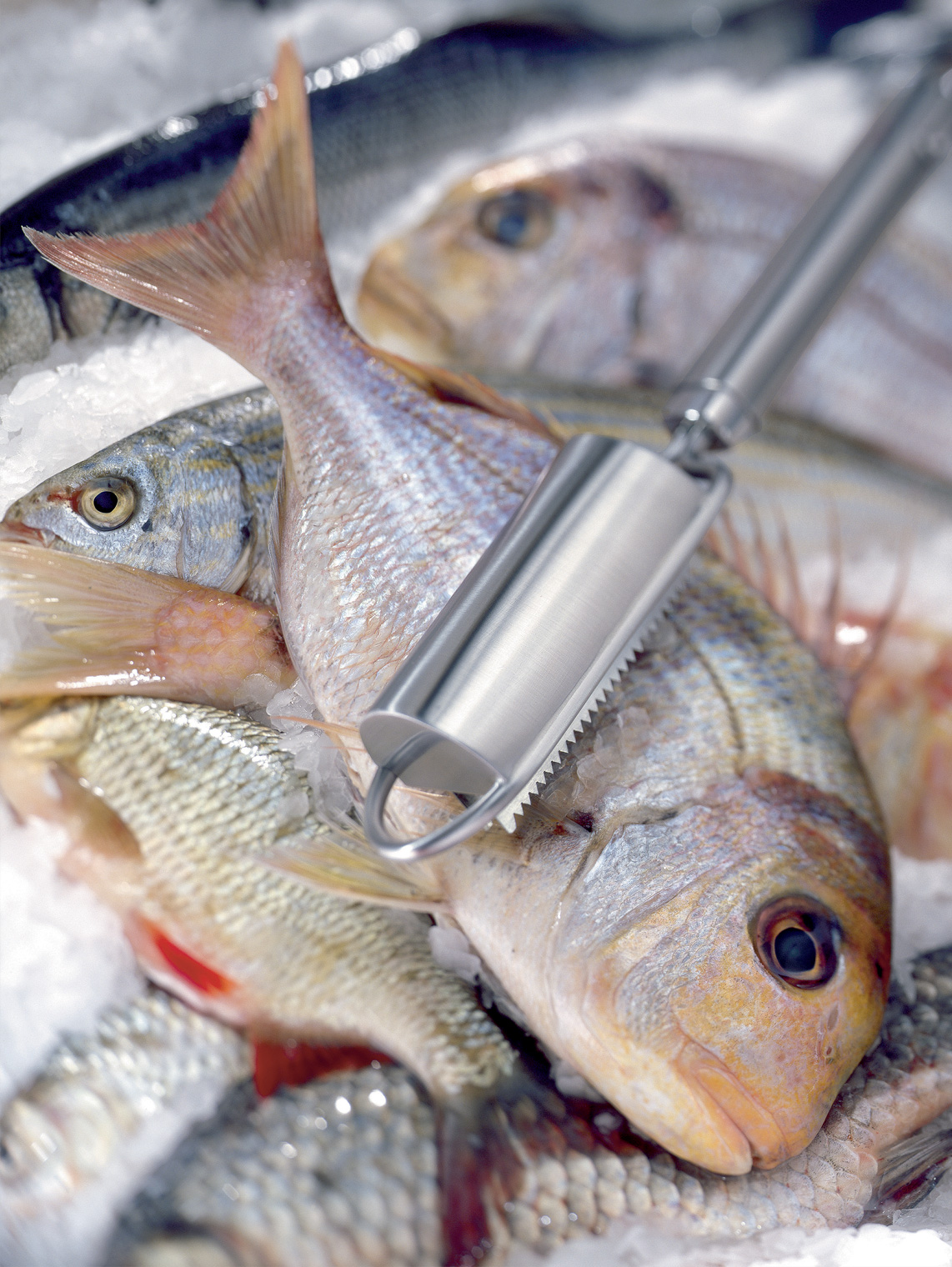 10 481 12 00_ Fischentschupper