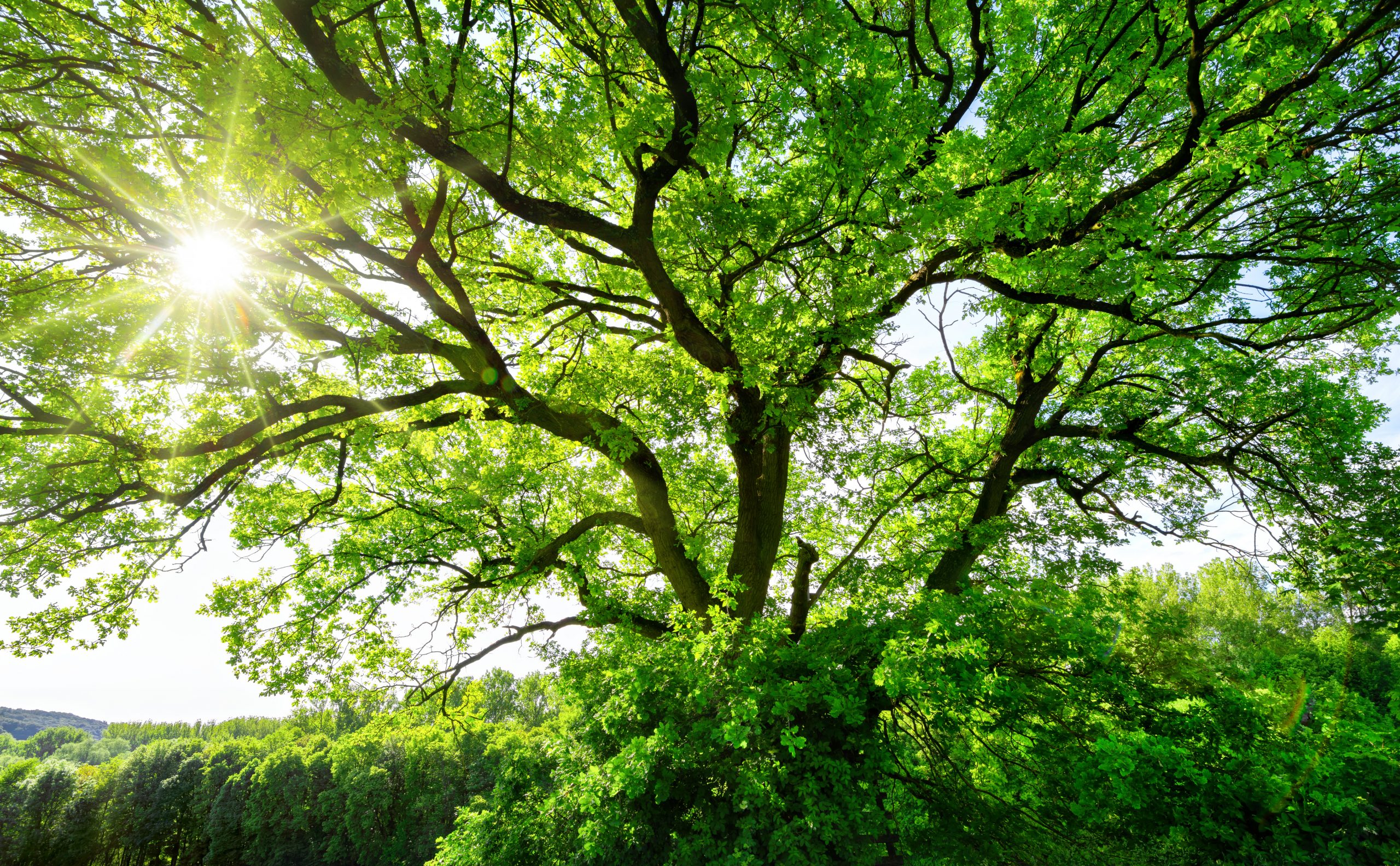 Tree and sun